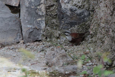 White-capped Bunting, Chimgan Hills, Uzbekistan