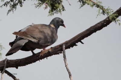 Wood Pigeon, Chimgan Hills, Uzbekistan