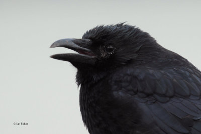 Carrion Crow, Cardwell Bay-Gourock, Clyde