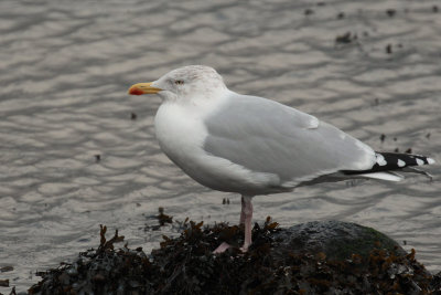 Herring Gull, Cardwell Bay-Gourock, Clyde