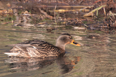 Mallard duck, RSPB Barons Haugh, Clyde