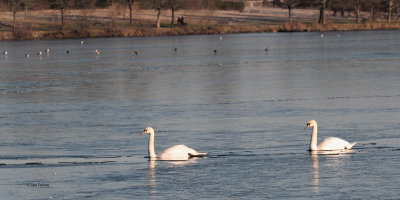 Mute Swan, Hogganfield Loch, Glasgow