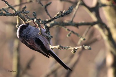 Long-tailed Tit, Hogganfield Loch, Glasgow