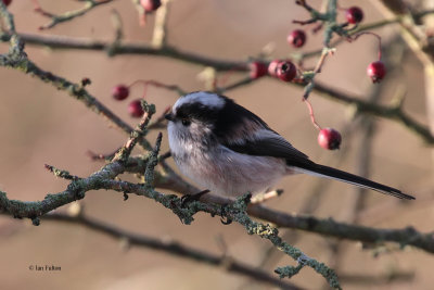 Long-tailed Tit, Hogganfield Loch, Glasgow