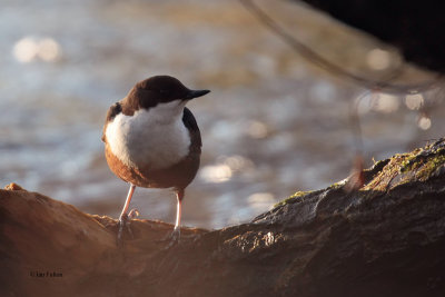 Dipper, Auchingyle Burn, Clyde