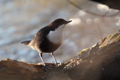 Dipper, Auchingyle Burn, Clyde