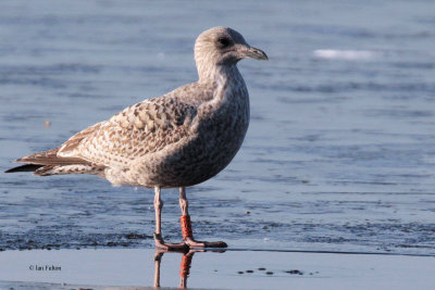 Herring Gull, Strathclyde Loch, Clyde