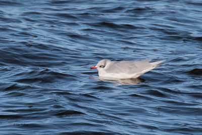 Mediterranean Gull, Cardwell Bay-Gourock, Clyde