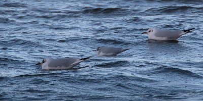 Little & Black-headed Gull, Cardwell Bay-Gourock, Clyde