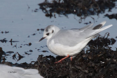 Little Gull, Cardwell Bay-Gourock, Clyde