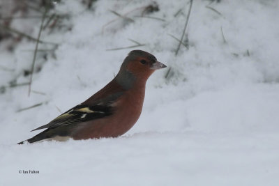 Chaffinch, Cornalees, Clyde