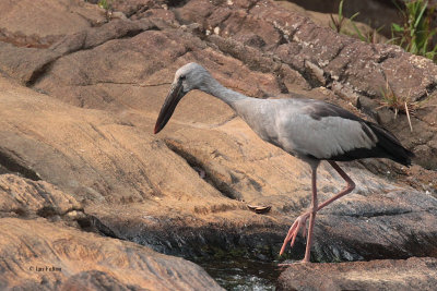 Asian Openbill, near Blue Magpie Lodge, Sri Lanka