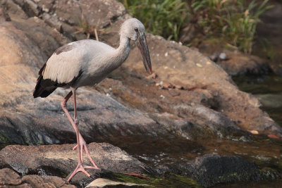 Asian Openbill, near Blue Magpie Lodge, Sri Lanka