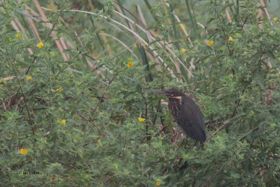 Black Bittern, Tissamaharama, Sri Lanka