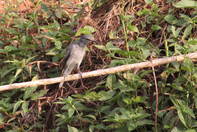 Black-headed Cuckooshrike, near Kithulgala, Sri Lanka