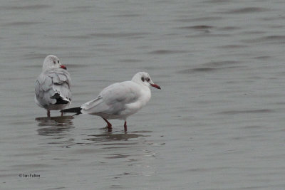 Black-headed Gull, Bundala NP, Sri Lanka