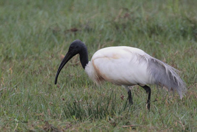 Black-headed Ibis, Bundala NP, Sri Lanka