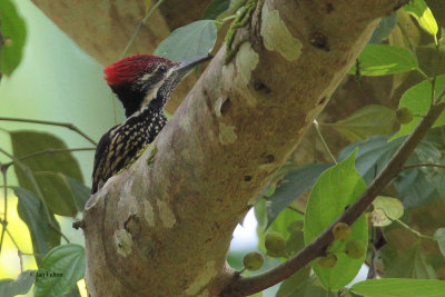 Black-rumped Flameback, Kithulgala, Sri Lanka