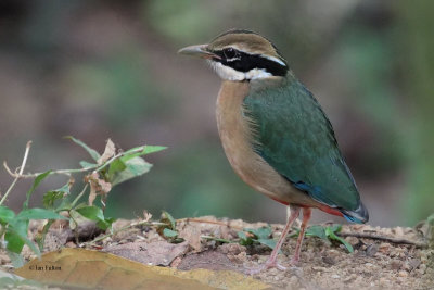 Indian Pitta, Sinharaja, Sri Lanka