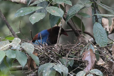Blue Magpie (E), Sinharaja, Sri Lanka