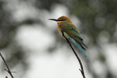 Blue-tailed Bee-eater, Uda Walawe NP, Sri Lanka
