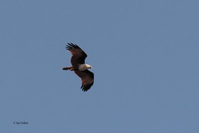 Brahimny Kite, Yala NP, Sri Lanka 