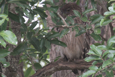 Brown Fish Owl, Uda Walawe NP, Sri Lanka