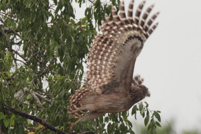 Brown Fish Owl, Uda Walawe NP, Sri Lanka