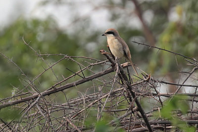 Brown Shrike, Uda Walawe NP, Sri Lanka
