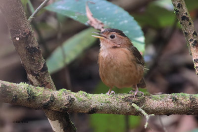 Brown-capped Babbler (E), Sinharaja, Sri Lanka