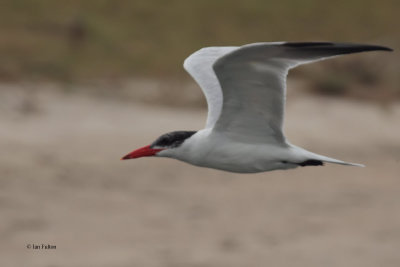 Caspian Tern, Bundala NP, Sri Lanka