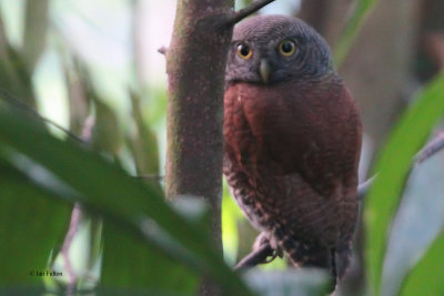 Chestnut-backed Owlet (E), Kithulgala, Sri Lanka