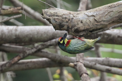 Coppersmith Barbet, Uda Walawe NP, Sri Lanka