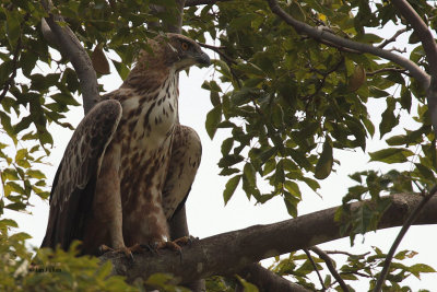 Crested Hawk Eagle, Uda Walawe NP, Sri Lanka