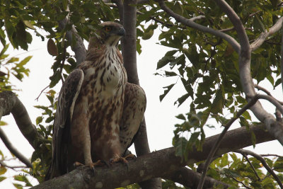 Crested Hawk Eagle, Uda Walawe NP, Sri Lanka