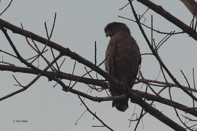 Crested Serpent Eagle, Kithulgala, Sri Lanka