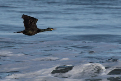 Shag, Fife Ness