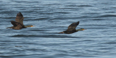 Shags, Fife Ness