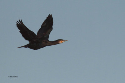 Cormorant, Fife Ness