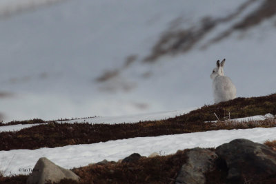 Mountain Hare, Meall Odhar-Glenshee, Perthshire