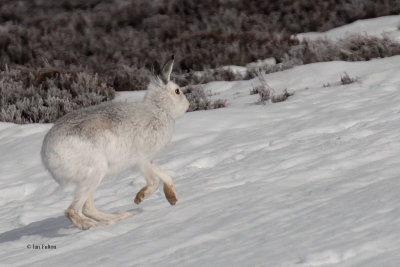Mountain Hare, Meall Odhar-Glenshee, Perthshire