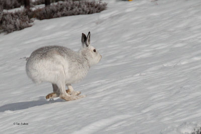 Mountain Hare, Meall Odhar-Glenshee, Perthshire