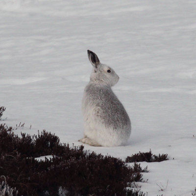 Mountain Hare, Meall Odhar-Glenshee, Perthshire