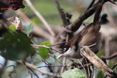 Dark-fronted Babbler, Kithulgala, Sri Lanka