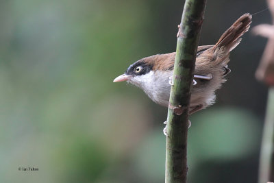 Dark-fronted Babbler, Kithulgala, Sri Lanka