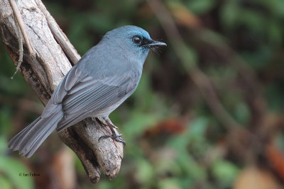 Dull-blue Flycatcher (E), Horton Plains, Sri Lanka