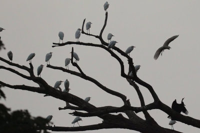 Egret roost, Tissamaharama, Sri Lanka
