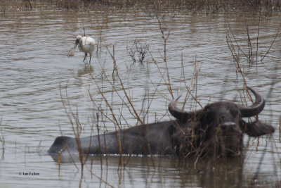 Eurasian Spoonbill and Buffalo, Uda Walawe NP, Sri Lanka