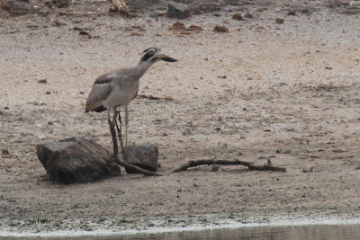 Greater Thick-knee, Bundala NP, Sri Lanka