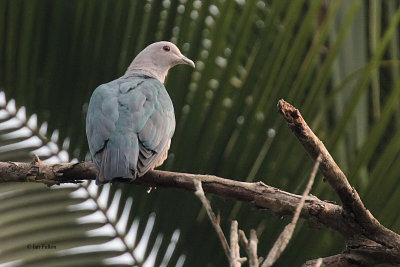 Green Imperial Pigeon, Kithulgala, Sri Lanka